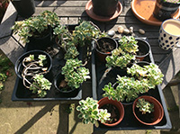 Succulent variety potted cuttings